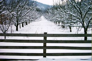 Post & Rail / Equestrian #2